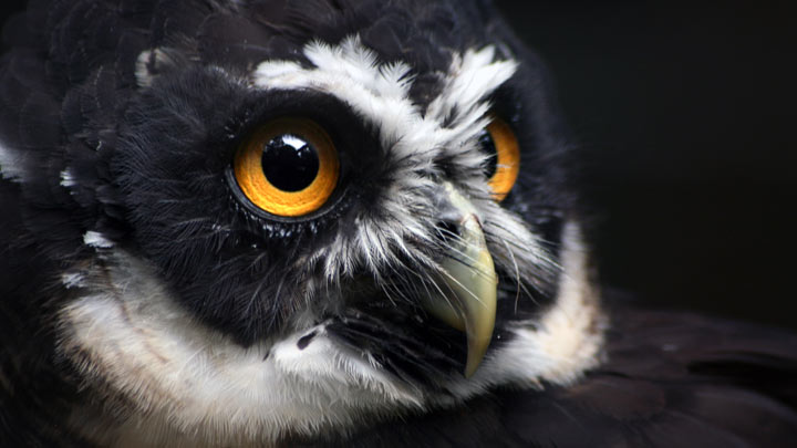 Spectacled Owl Portrait
