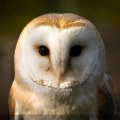 Barn Owl Portrait Photograph By Fully Illustrated Ltd