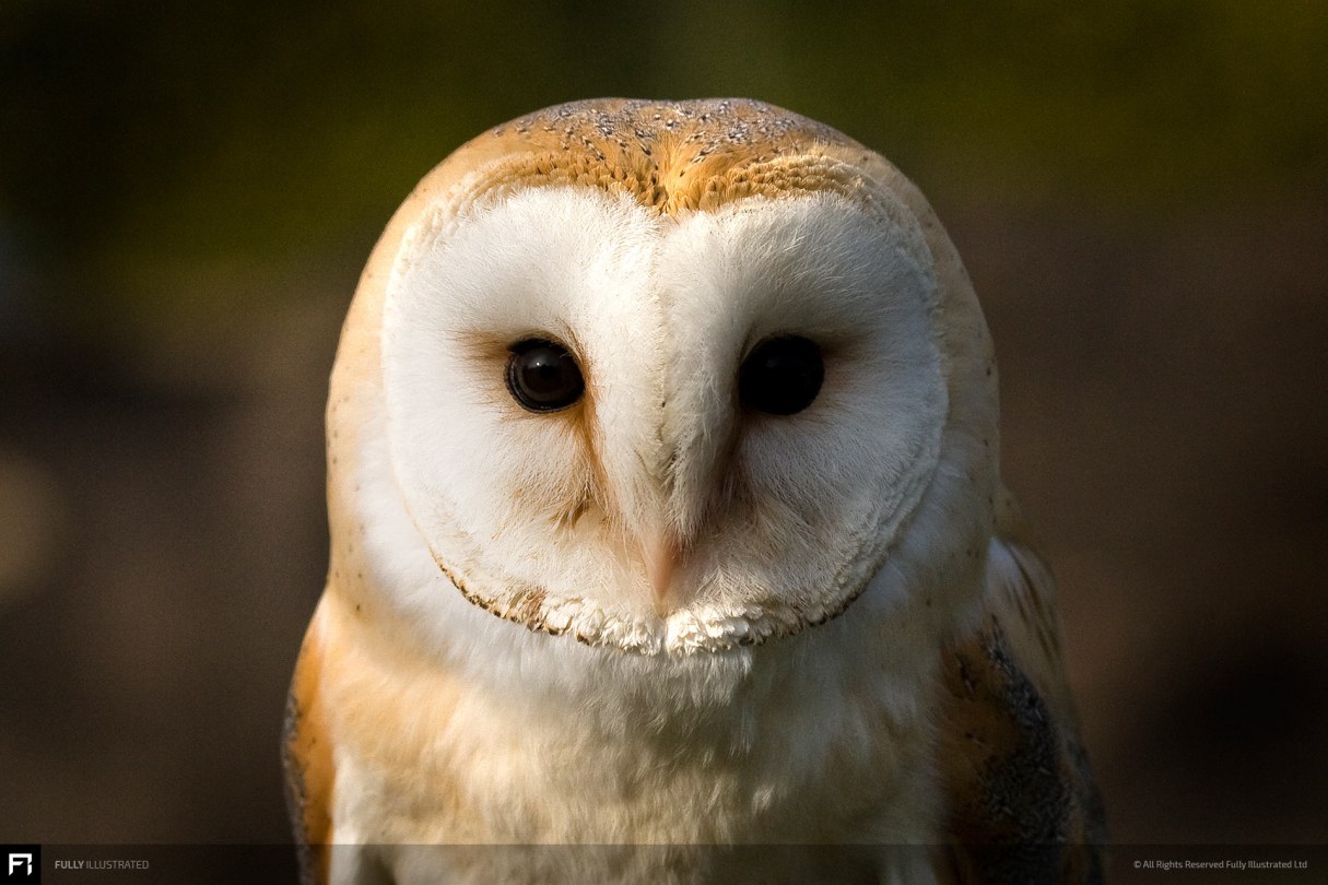 Barn Owl Portrait Photograph By Fully Illustrated Ltd
