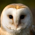 Barn Owl Photograph By Fully Illustrated Ltd feature