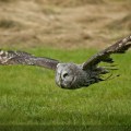 Great Grey Owl Photography by Fully Illustrated