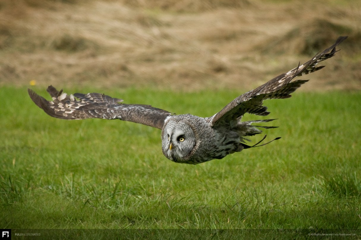 Great Grey Owl Photography by Fully Illustrated
