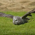 Great Grey Owl Photography by Fully Illustrated