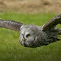 Great Grey Owl Photography by Fully Illustrated