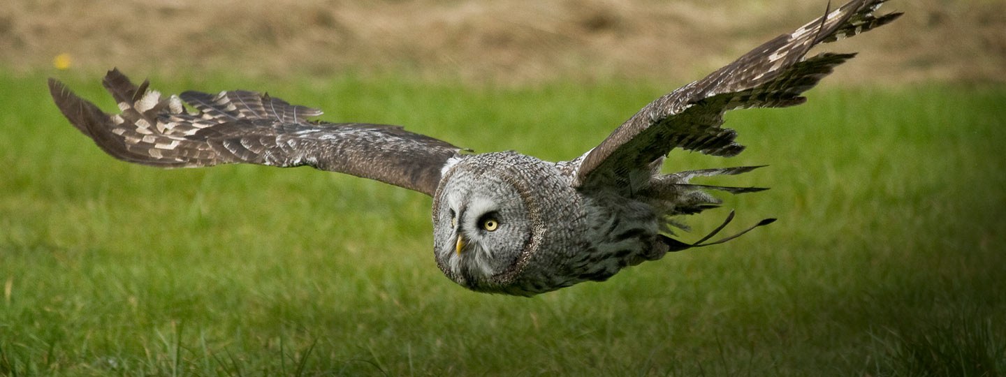 Great Grey Owl Photography by Fully Illustrated