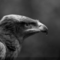 Steppe Eagle Photograph by Fully Illustrated