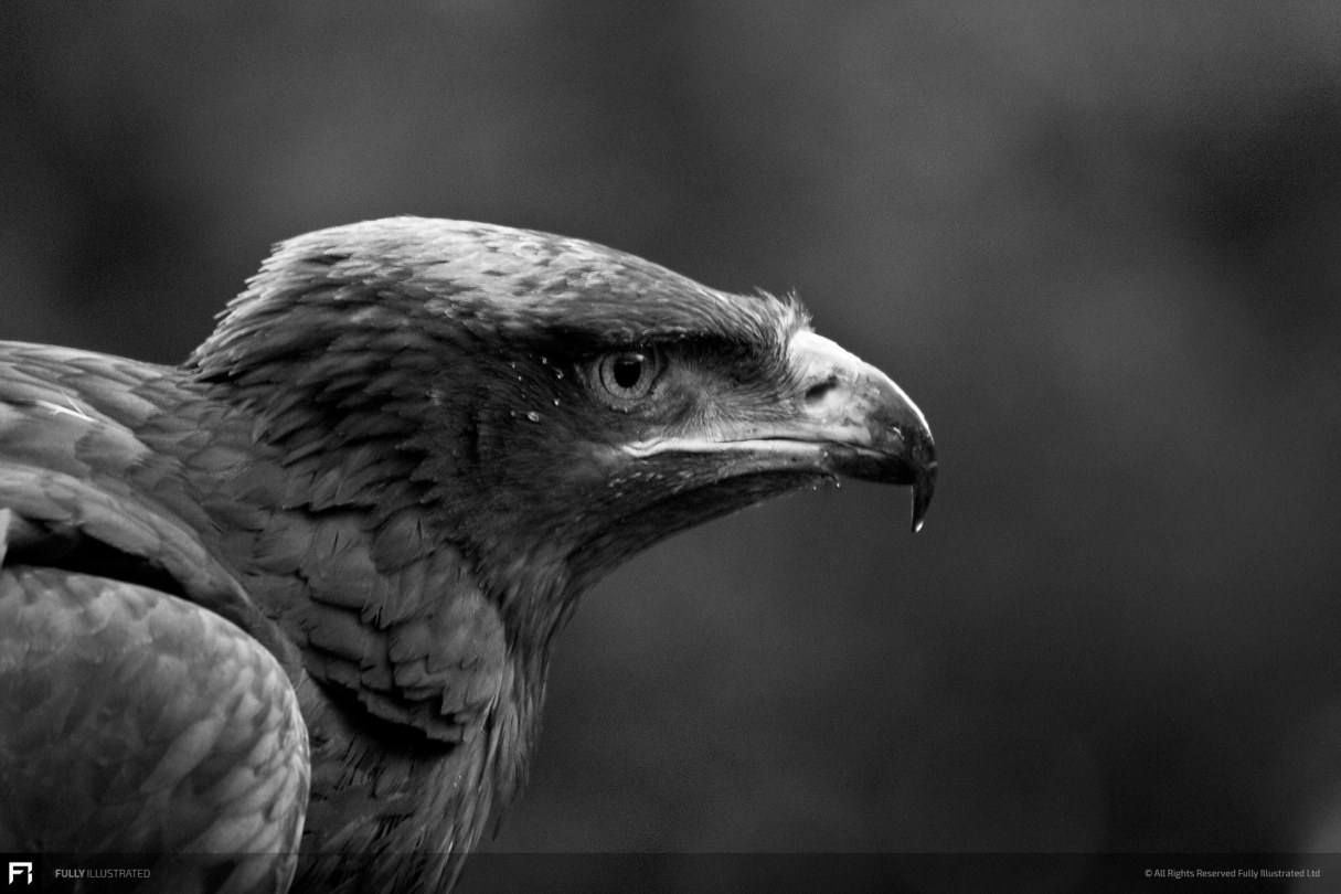 Steppe Eagle Photograph by Fully Illustrated