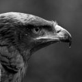Steppe Eagle Photograph by Fully Illustrated-feature