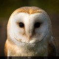 Barn Owl Portrait Photograph