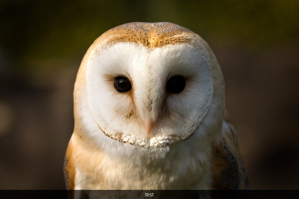 Barn Owl Portrait Photograph